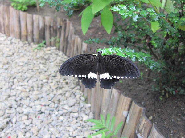 Butterfly Garden, Siquijor.