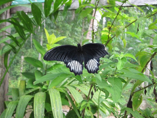 Butterfly Garden, Siquijor.