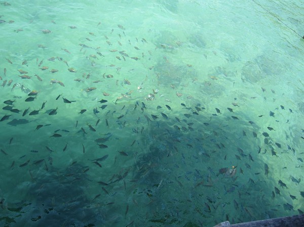 Fisk vid piren, Pulau Manukan. Det vart en hel del snorkling också.