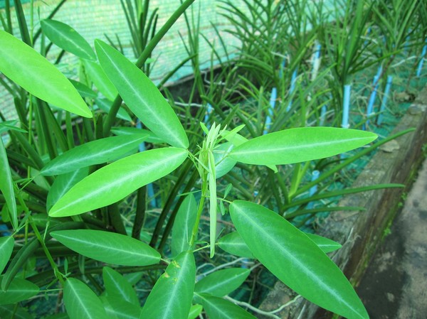 Codiariocalyx Motorious Ohashi Leguminosae, den dansande plantan!