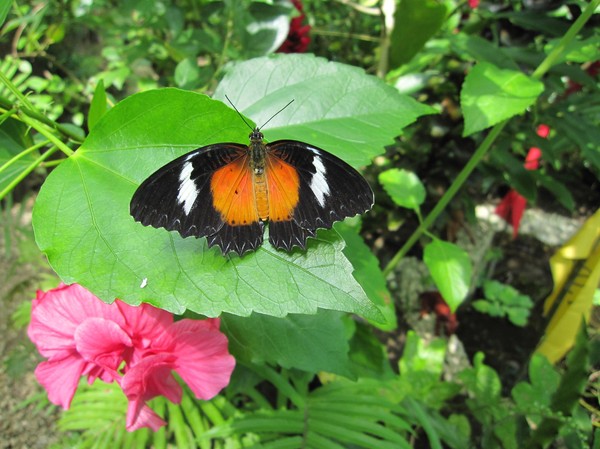 Butterfly Garden, Siquijor.