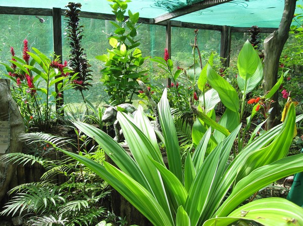 Butterfly Garden, Siquijor.