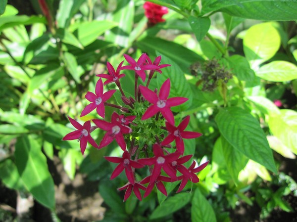 Butterfly Garden, Siquijor.