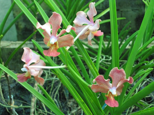 Miss Udon Sunshine, en sällsynt orkidé som används till att göra parfym.