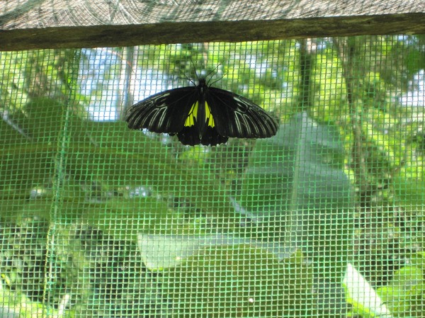 Butterfly Garden, Siquijor.