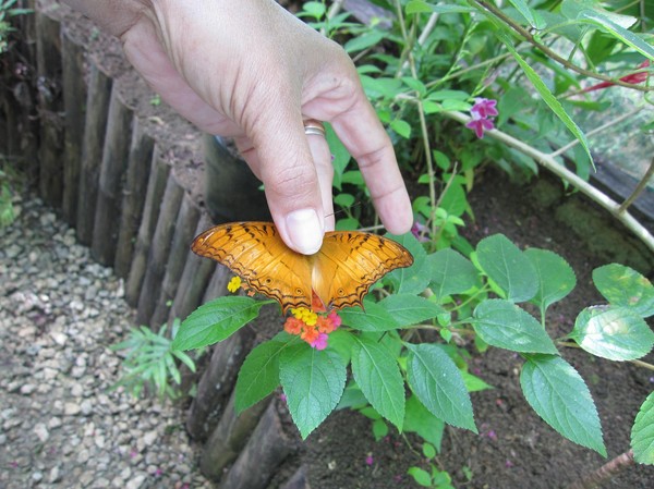 Butterfly Garden, Siquijor.