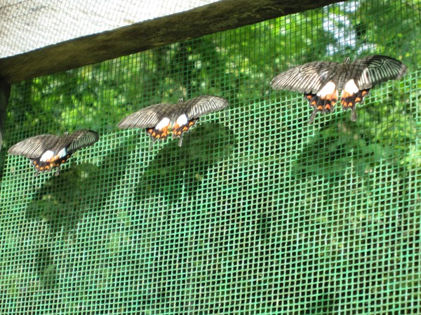 Butterfly Garden, Siquijor.