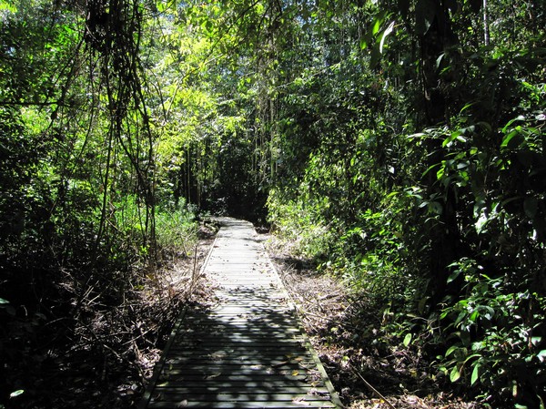 Del av leden i Niah National park.