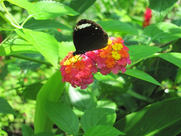 Butterfly Garden, Siquijor.