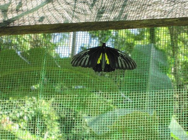 Butterfly Garden, Siquijor.