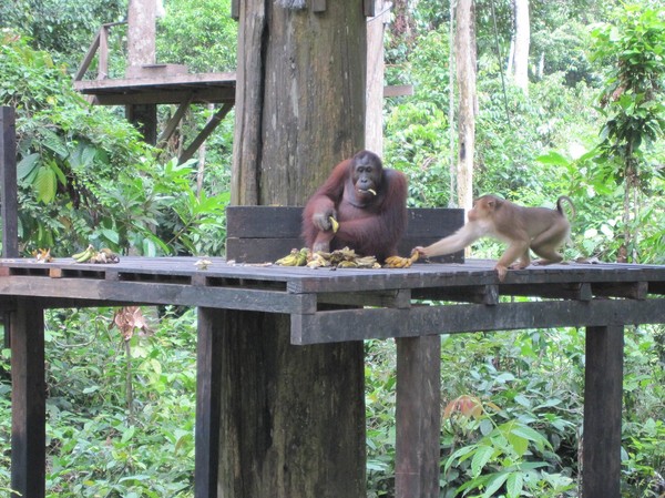 Makakerna har stor respekt för orangutangerna, vilket kan skönjas på bilden! Makaken iakktar varenda rörelse orangutangen företar sig.