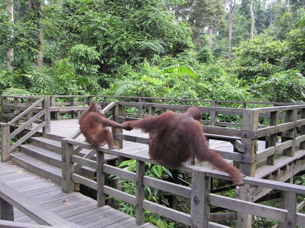 Den ena av orangutangerna var modigare än den andra. På bilden syns ett försök att dra den lite mer skygga orangutangen närmare oss!