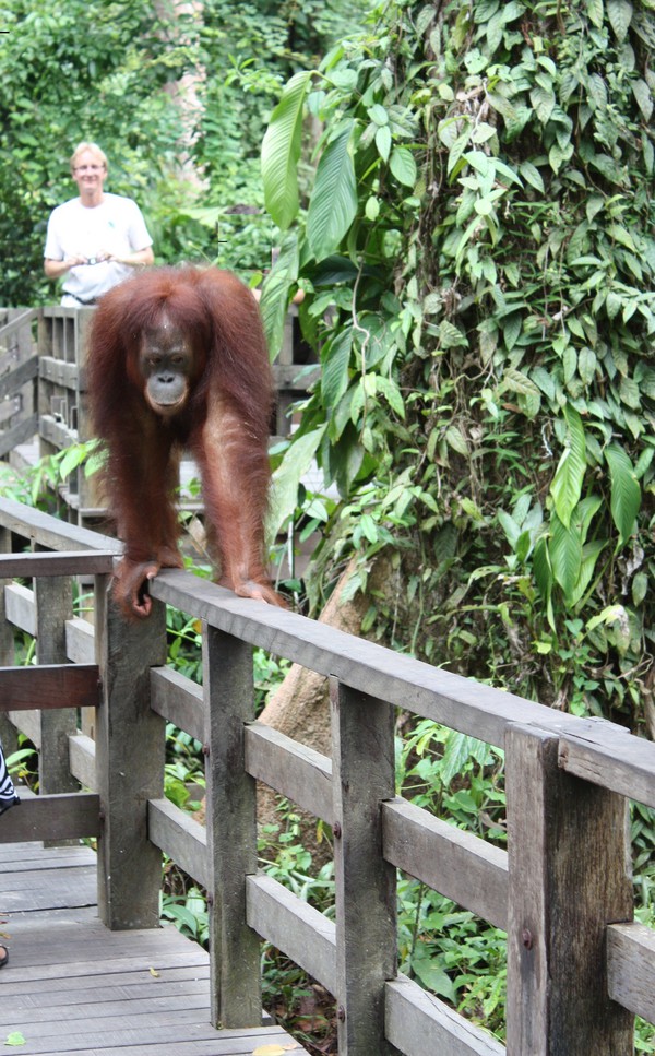 Stor orangutang på Sepilok orangutan rehabilitation centre, Sandakan, Sabah, Malaysia.