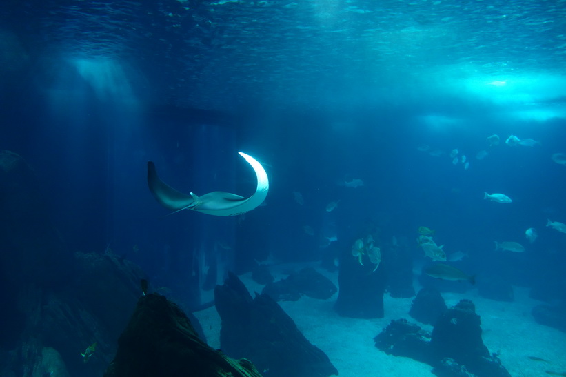 Oceanário de Lisboa, Parque das Nações, Lissabon.