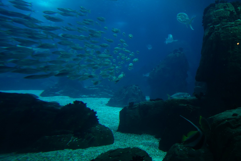 Oceanário de Lisboa, Parque das Nações, Lissabon.