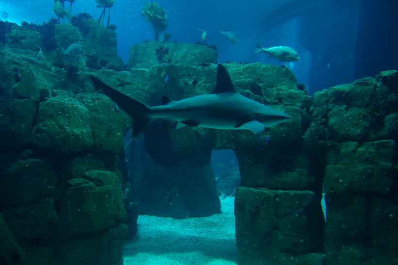 Oceanário de Lisboa, Parque das Nações, Lissabon.