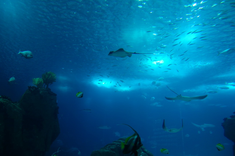 Oceanário de Lisboa, Parque das Nações, Lissabon.