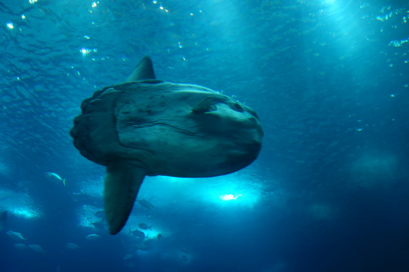 Oceanário de Lisboa, Parque das Nações, Lissabon.