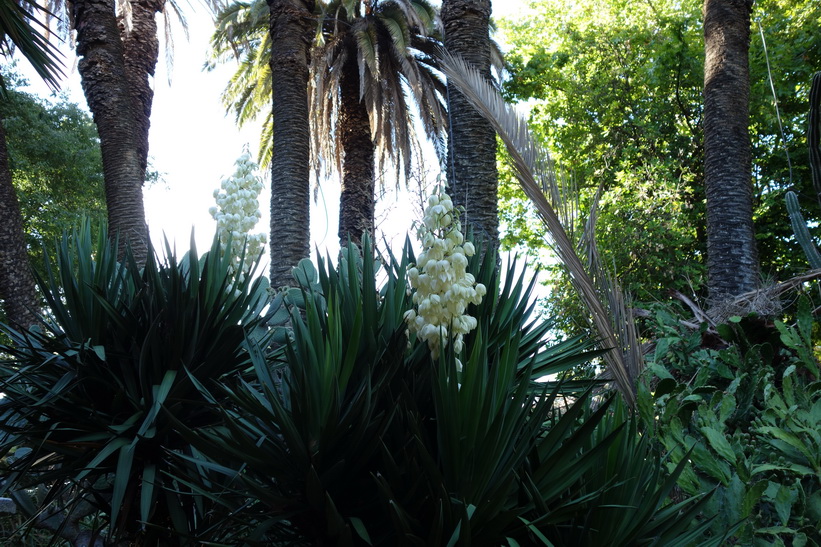 Jardim da Estrela, Lissabon.