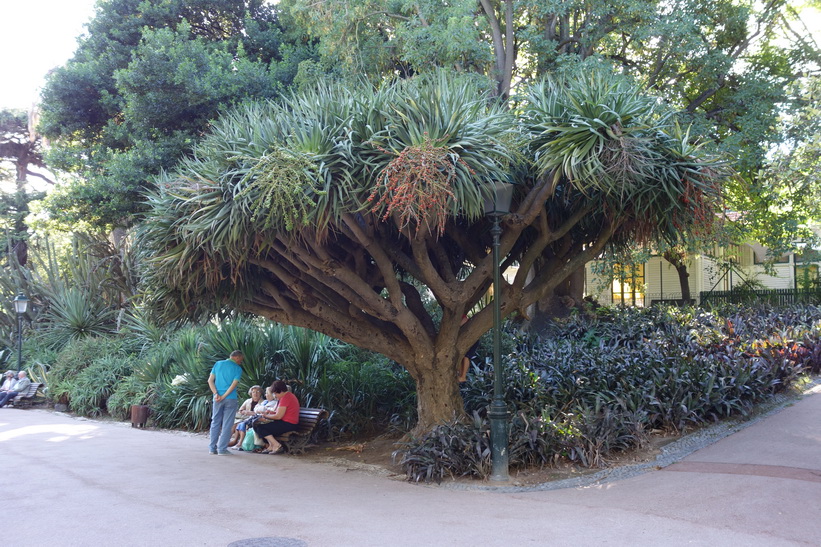 Jardim da Estrela, Lissabon.