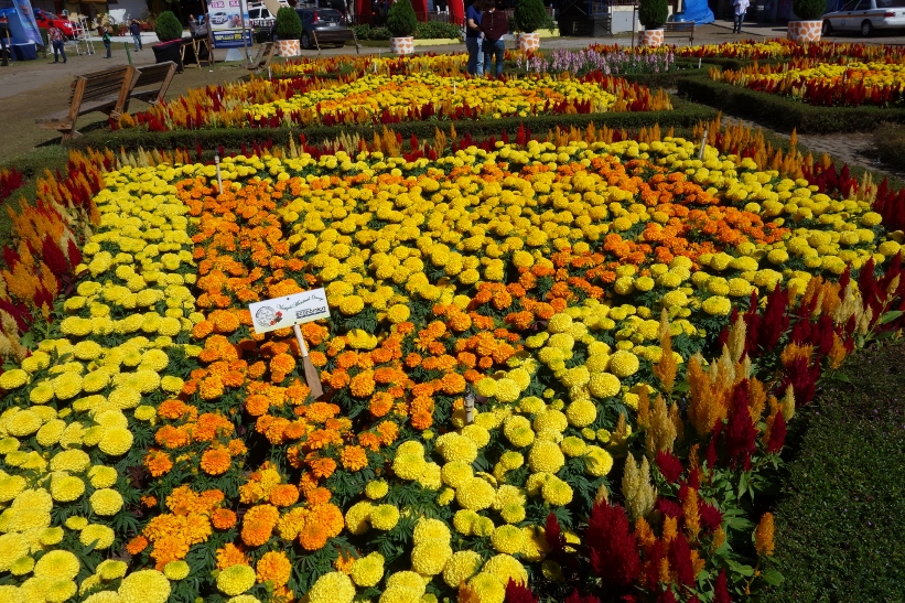 Feria de las flores y el café 2015, Boquete.