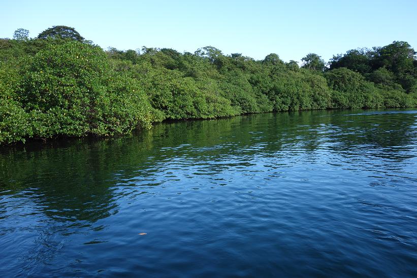 Mangroveträsk på Isla Bastimentos, Bocas del Toro.