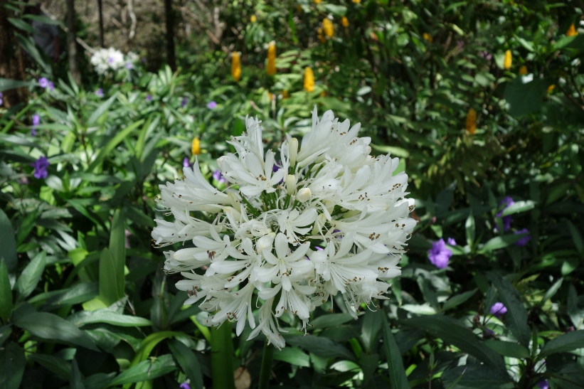 Mi Jardín es Su Jardín, den fantastiskt fina trädgården i Boquete.