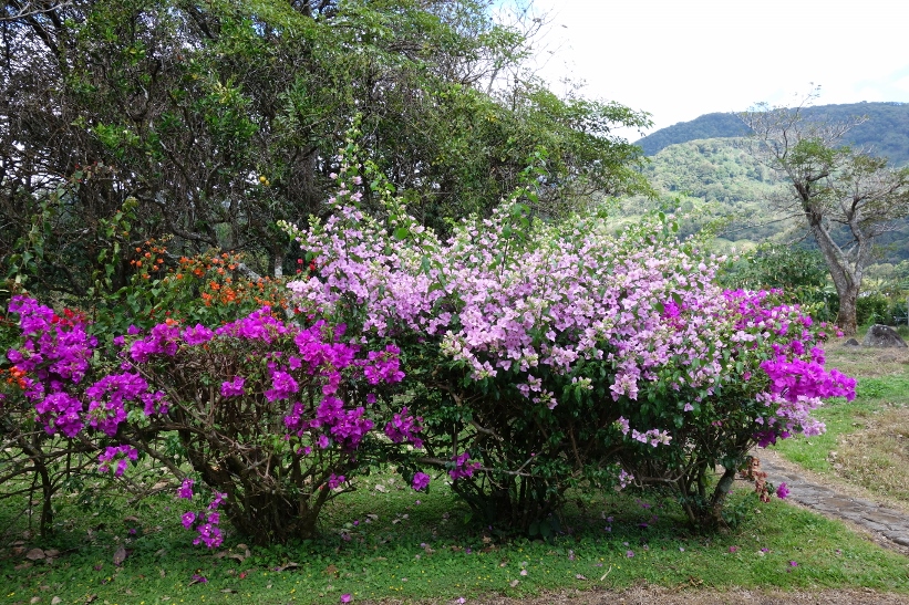 Mi Jardín es Su Jardín, den fantastiskt fina trädgården i Boquete.
