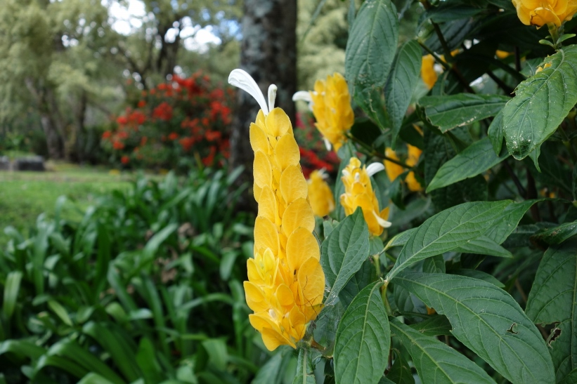 Mi Jardín es Su Jardín, den fantastiskt fina trädgården i Boquete.