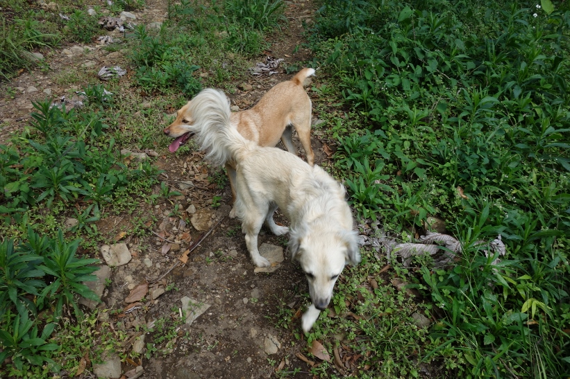 På min långa, långa promenad fick jag sällskap av dessa två hundar som var väldigt fina och kelsjuka, Boquete.