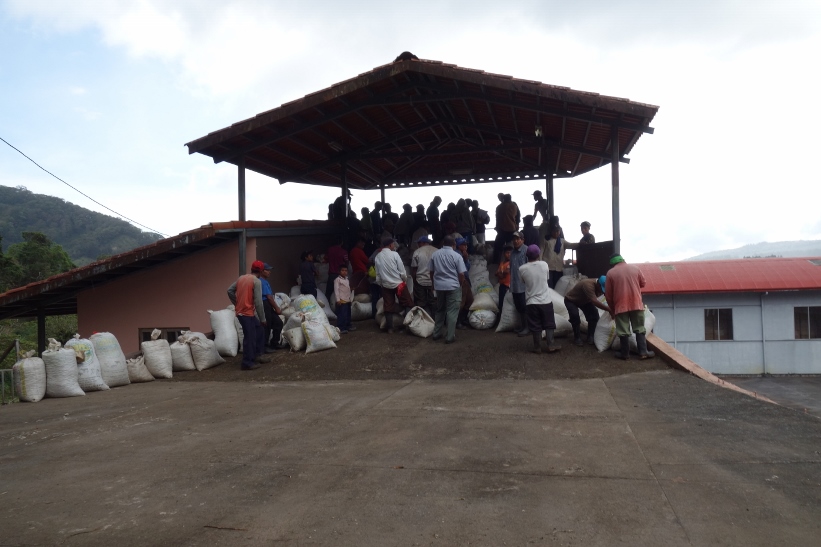Arbetare med säckar fulla av nyplockade kaffebönor, Boquete.