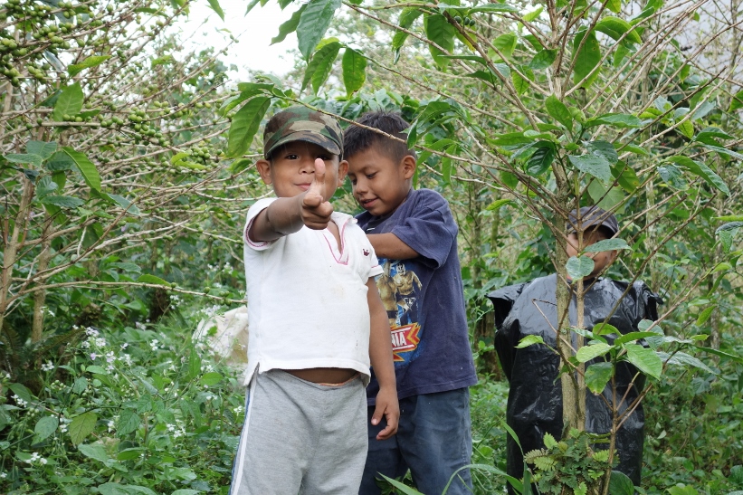 Barn som leker och hjälper sina föräldrar att plocka kaffebönor, Boquete.
