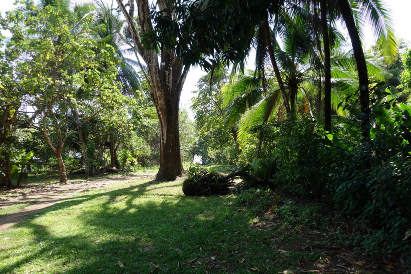 Naturen runt Cabinas Esmo, Uvita.