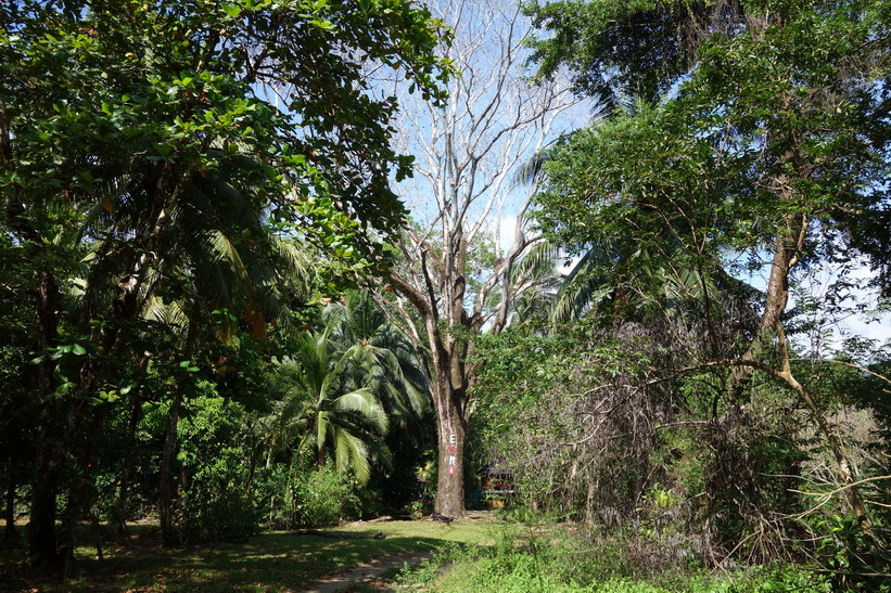 Naturen runt Cabinas Esmo, Uvita.