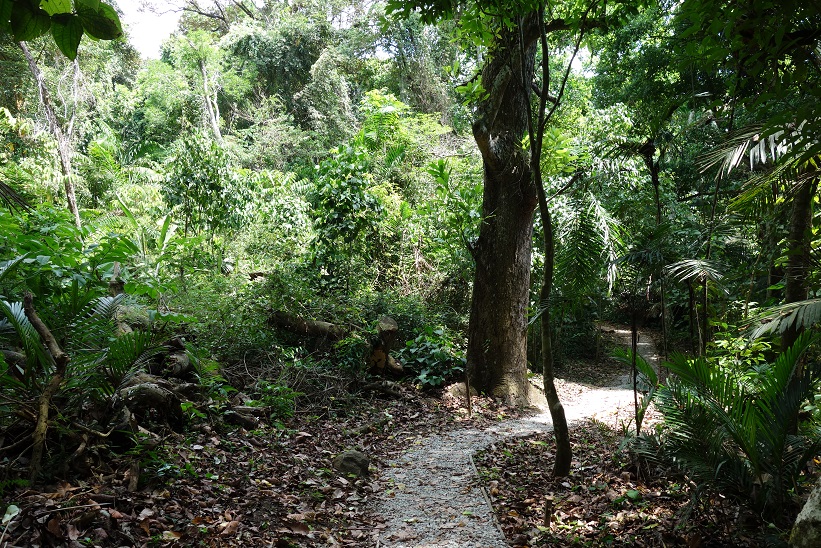 Parque Natural Metropolitano, Panama city.