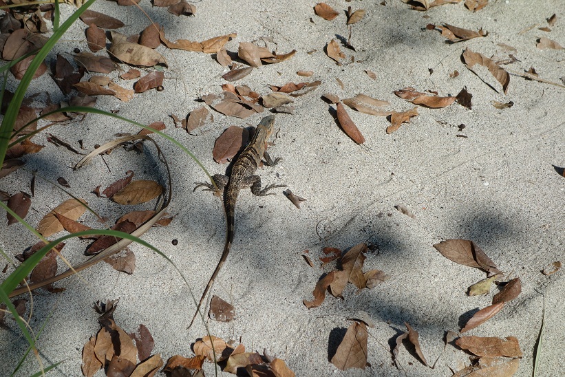 Leguan, Parque Nacional Manuel Antonio, Costa Rica.