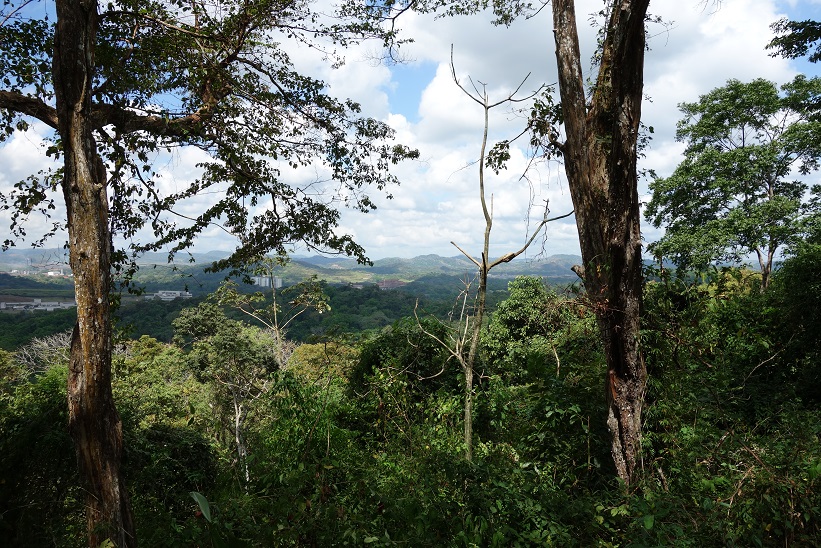 Parque Natural Metropolitano, Panama city.