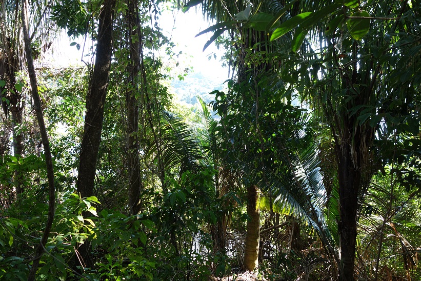 Regnskogen i Parque Nacional Manuel Antonio, Costa Rica.