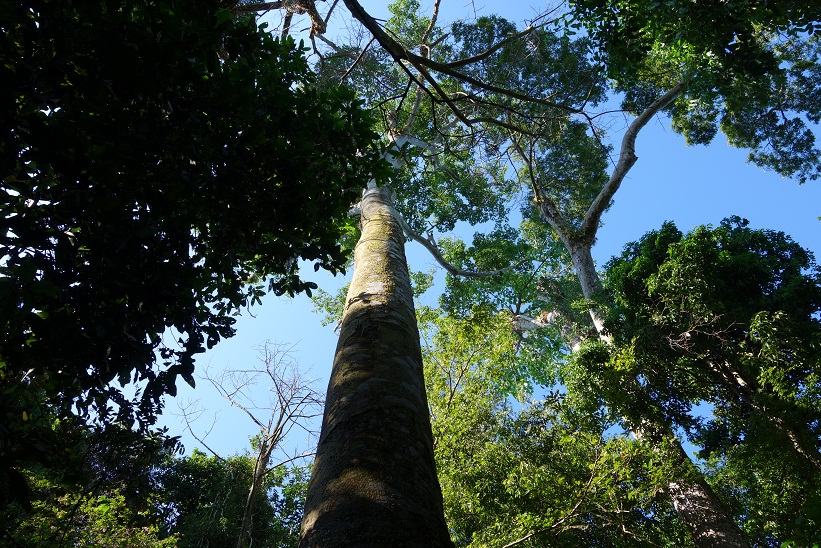 Regnskogen i Parque Nacional Manuel Antonio, Costa Rica.
