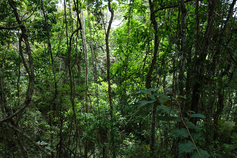 Parque Natural Metropolitano, Panama city.