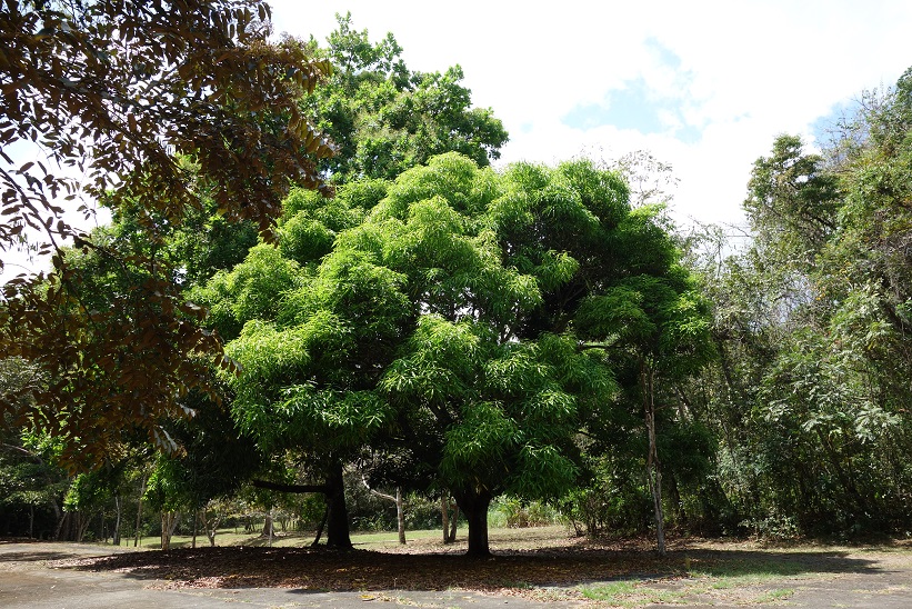 Parque Natural Metropolitano, Panama city.