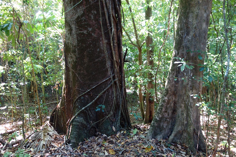 Regnskogen i Parque Nacional Manuel Antonio, Costa Rica.
