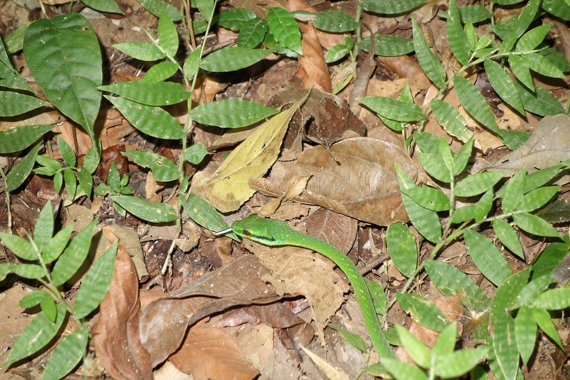 Orm i Parque Nacional Manuel Antonio, Costa Rica.