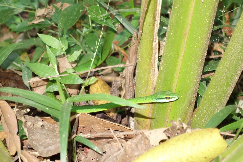 Orm i Parque Nacional Manuel Antonio, Costa Rica.