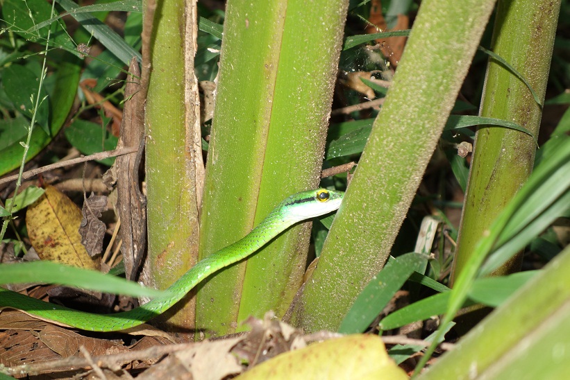Orm i Parque Nacional Manuel Antonio, Costa Rica.