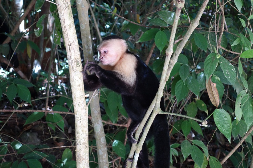 Kapucinapa, Parque Nacional Manuel Antonio, Costa Rica.