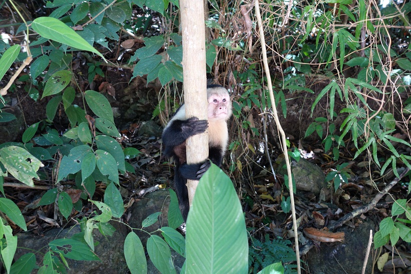 Kapucinapa, Parque Nacional Manuel Antonio, Costa Rica.