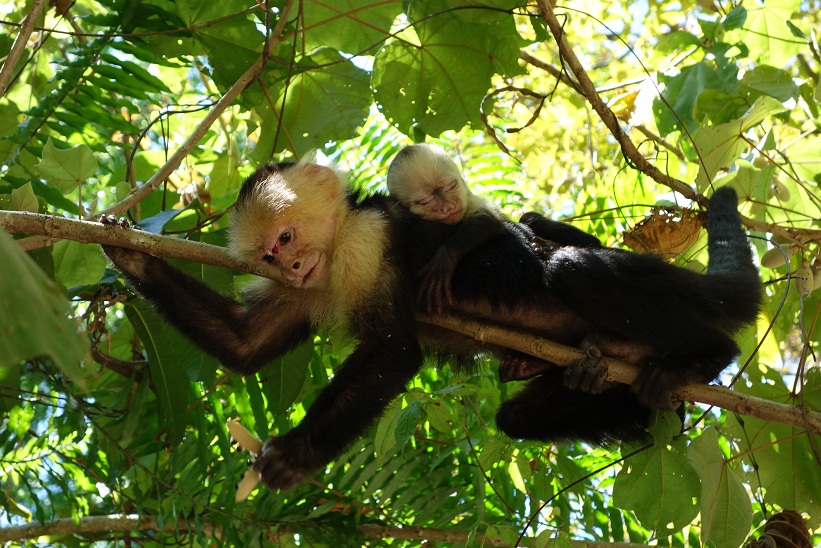 Kapucinapa med unge, Parque Nacional Manuel Antonio, Costa Rica.