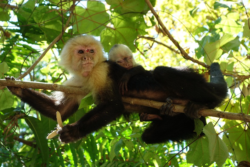 Kapucinapa med unge, Parque Nacional Manuel Antonio, Costa Rica.