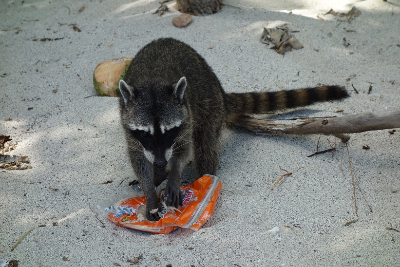 Tvättbjörn äter av mat som stulits av solbadande turister, Manuel Antonio Beach, Costa Rica.